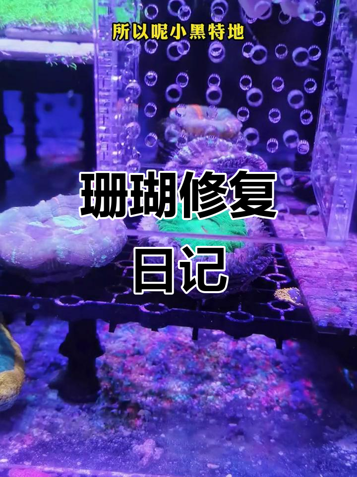 珊瑚恢复大作战:甜甜圈锁骨问题解决记