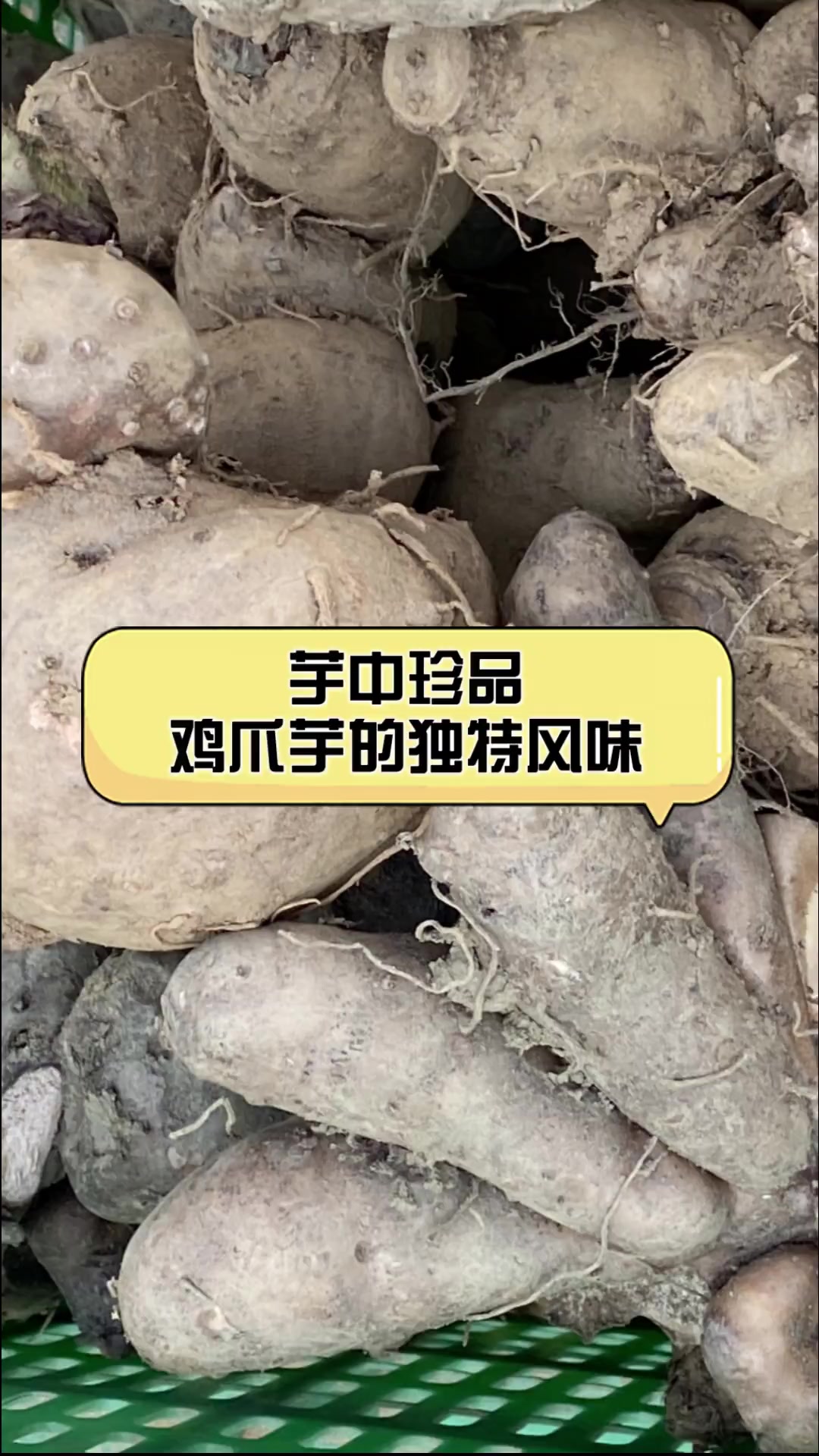 芋中珍品,鸡爪芋的独特风味