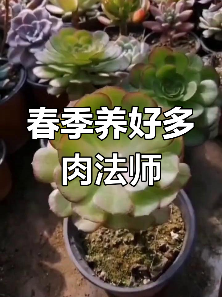 多肉法师如何养成多头老桩?春季砍头摘心技巧大揭秘