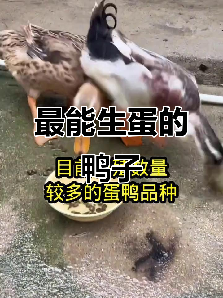 哪种鸭子最能下蛋?四大高产鸭品种大揭秘