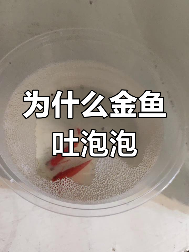 金鱼吐泡泡的秘密,原来是这样!