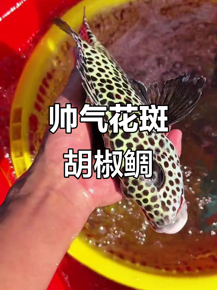 花斑胡椒鲷:南海最帅珊瑚鱼,肉质鲜嫩无比