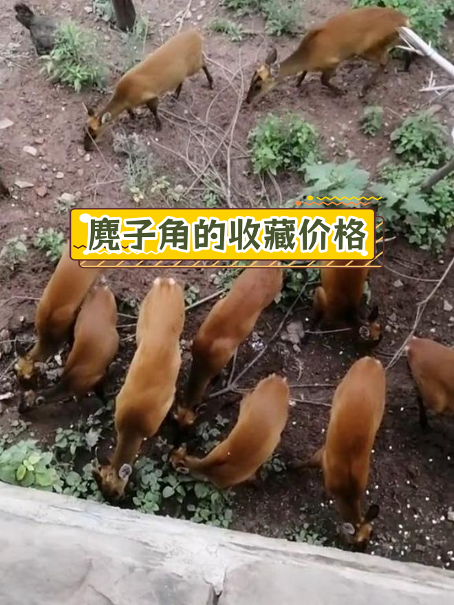 麂子角的市场价值解析