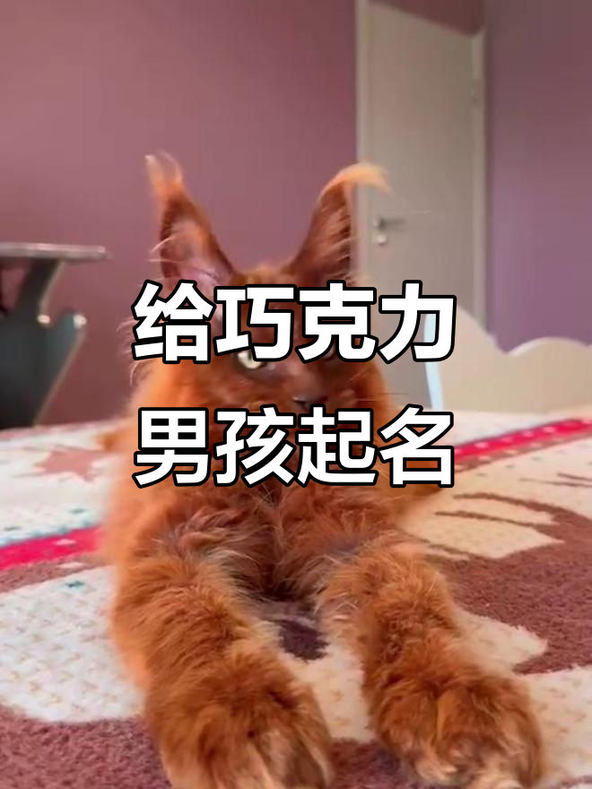巧克力男孩，快来取个名字！