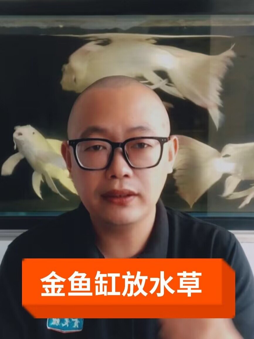 金鱼缸里能不能放水草?