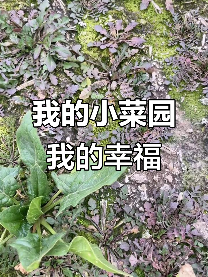 小菜园里的快乐与坚持,生活简单却充满乐趣