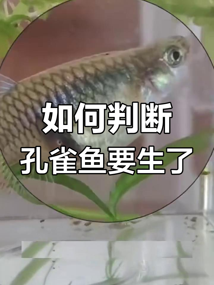 孔雀鱼生宝宝前的征兆,如何判断是否临产