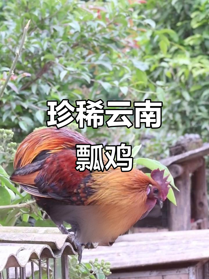 云南镇元嫖姬：2006年仅存1086只，珍贵地方鸡种濒临灭绝