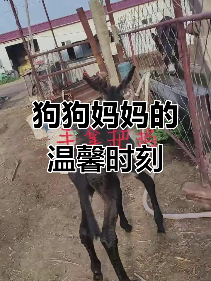 小白狗妈妈带它散步,萌态十足超可爱