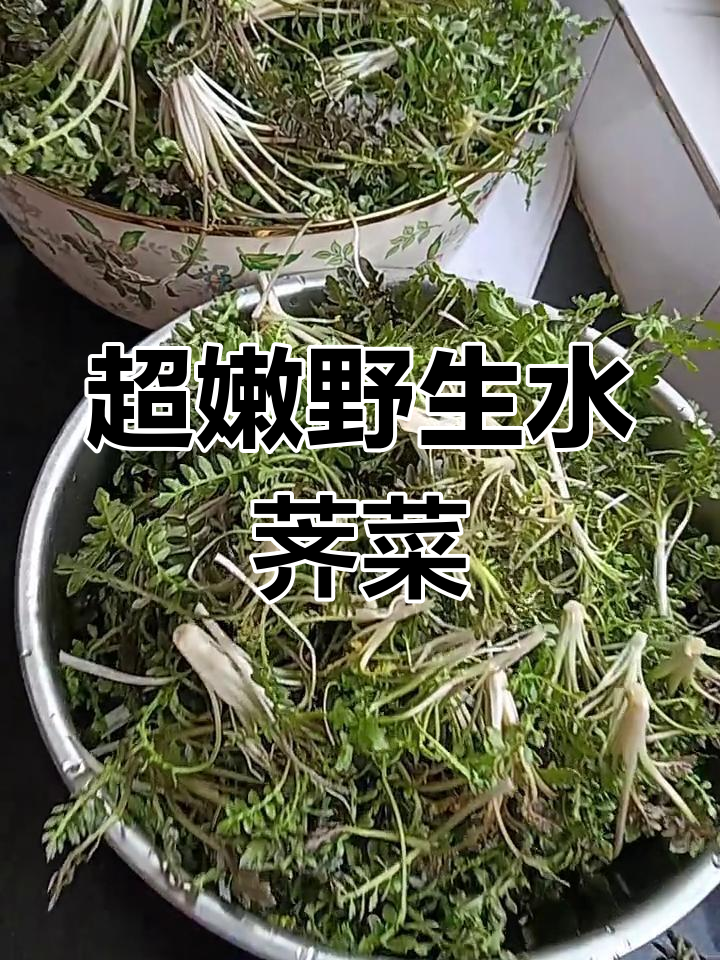 纯野生水荠菜,鲜嫩无比,超值美味