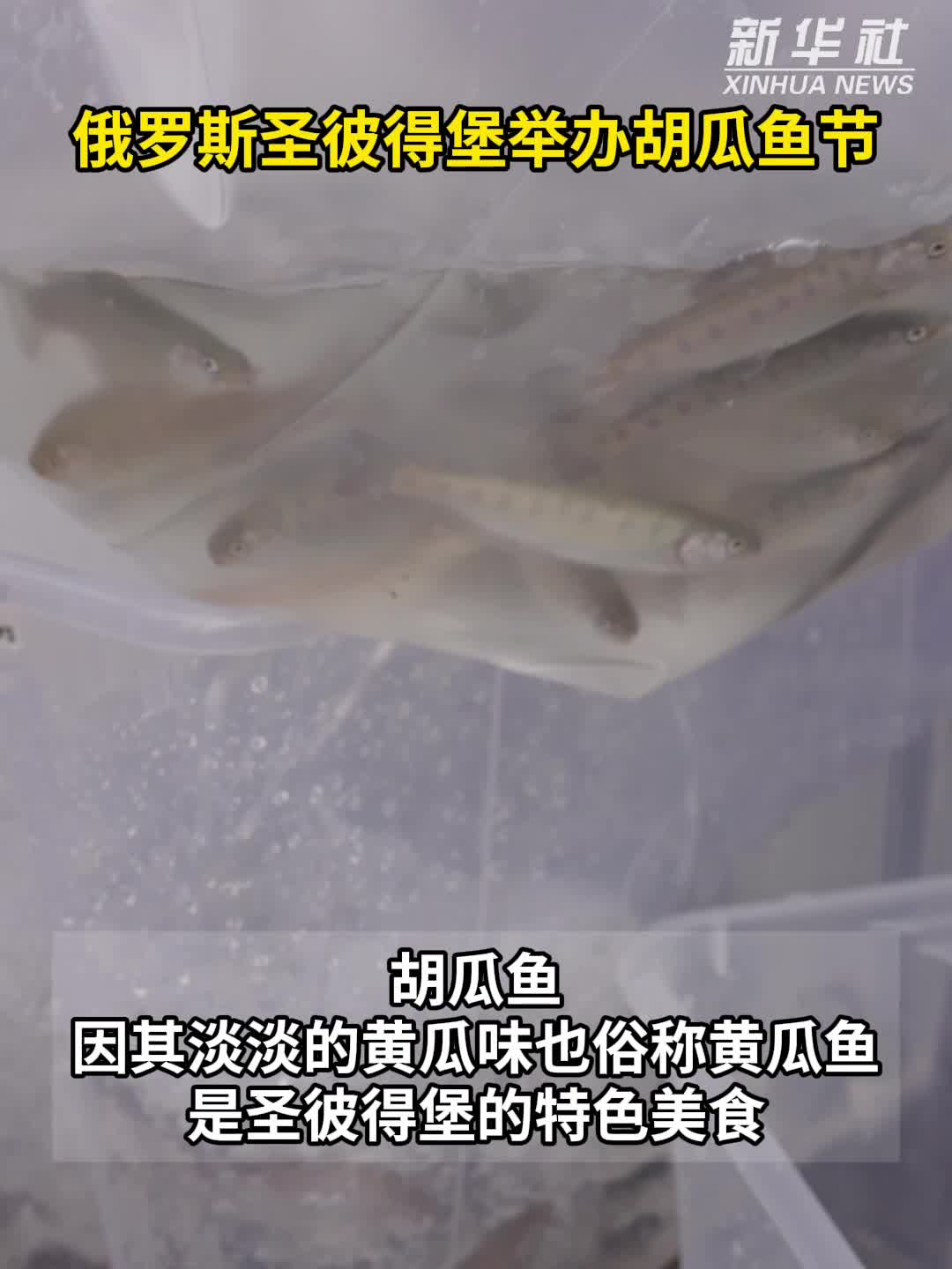 俄罗斯圣彼得堡举办胡瓜鱼节