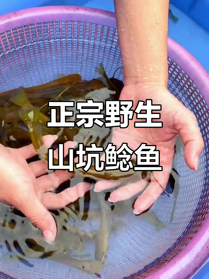 野生山坑鲶鱼的美味做法,绝对让你流连忘返