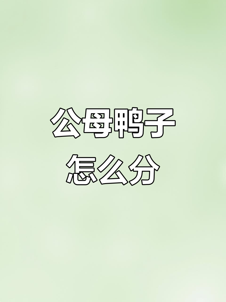鸳鸯鸭公母分辨大揭秘，尾巴卷曲是关键