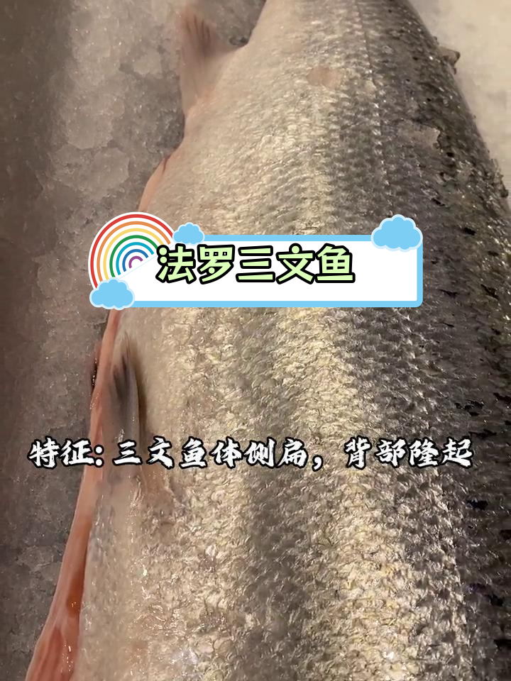 法罗群岛:全球顶级三文鱼产地揭秘