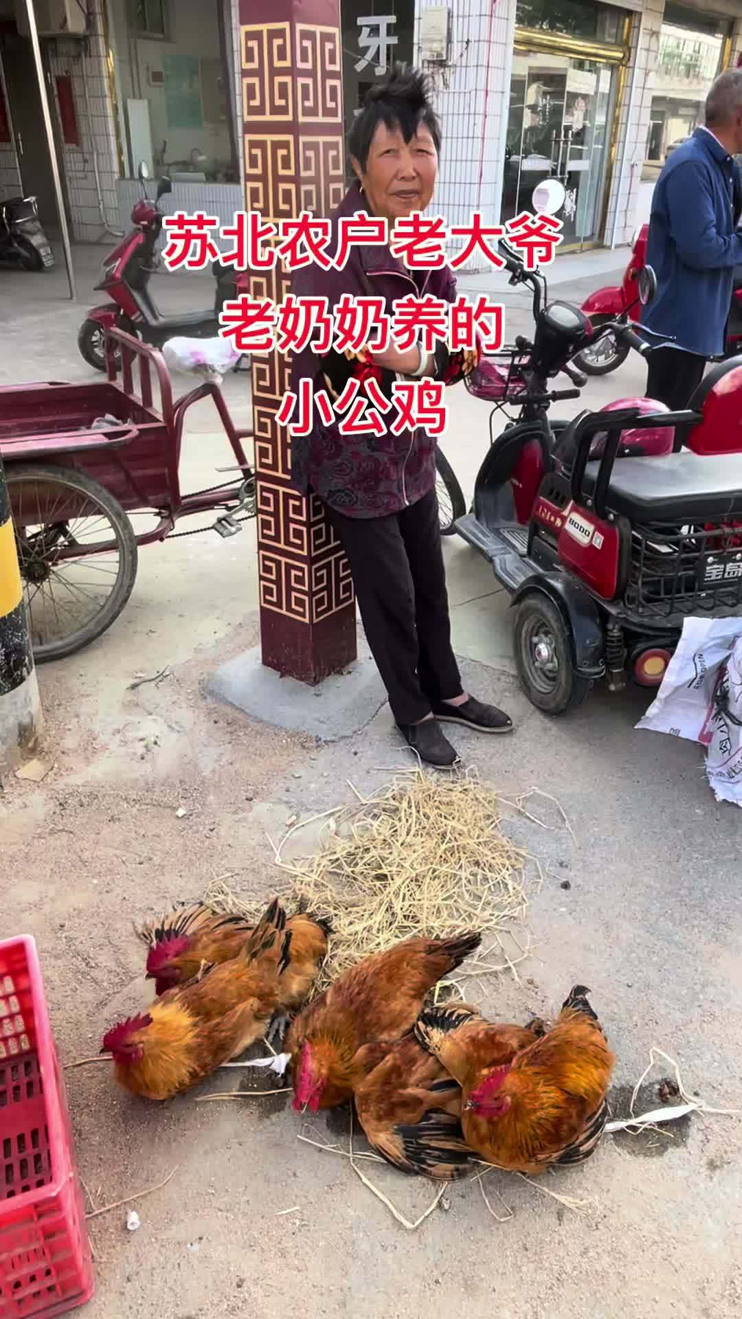 正宗农户小公鸡老母鸡需要的关注我 农家散养 正宗农家散养土鸡 生态土鸡 放养鸡 农村土鸡土