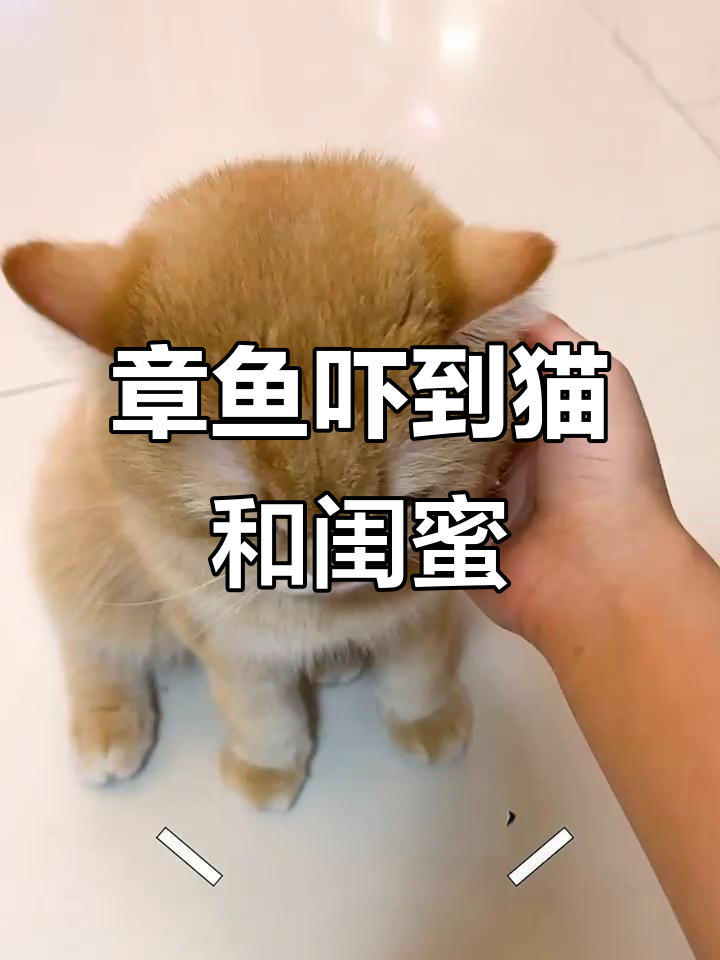 鱼蛋怕章鱼的搞笑日常,闺蜜也阻止我吃!