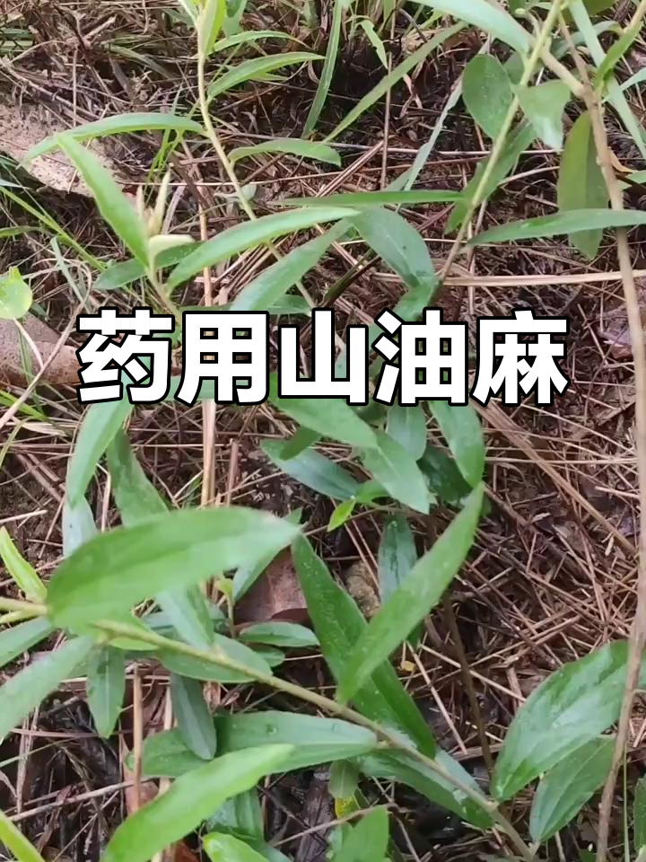 山油麻,荒野中的小灌木,药用价值丰富