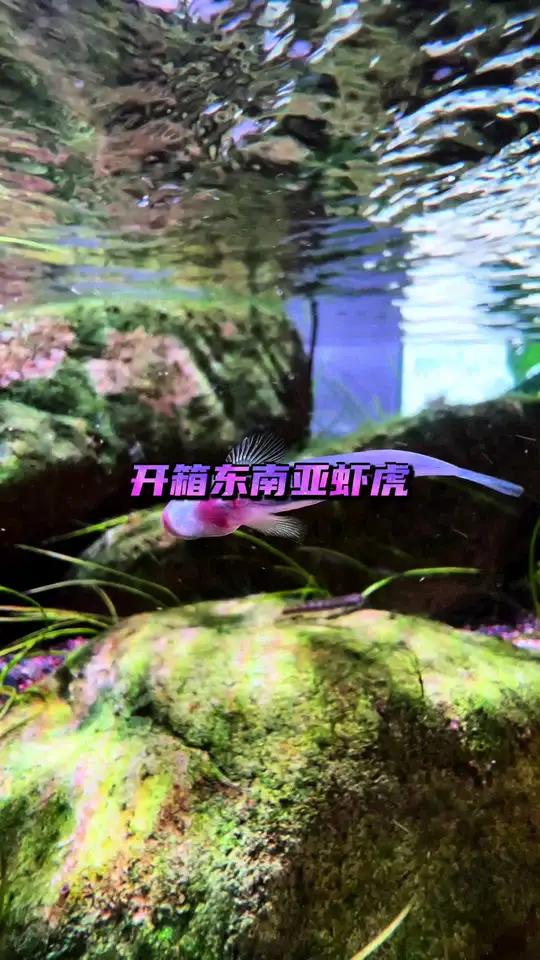 开箱东南亚虾虎