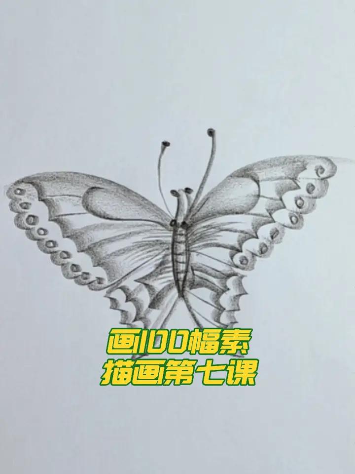画100幅素描画第七课,蝴蝶