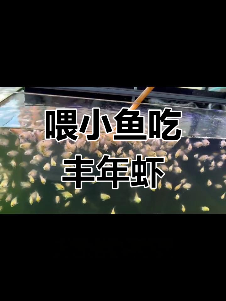 小鱼苗长不大?丰年虾幼虫让它们快速成长!