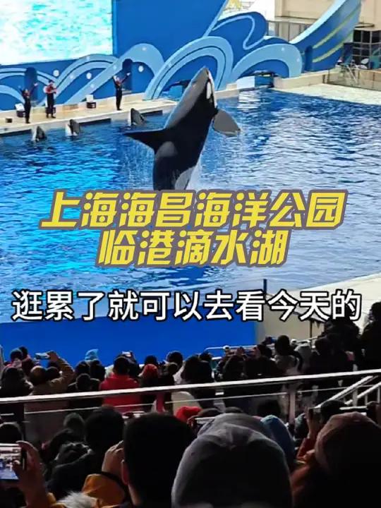 过年不出去,出去就来上海海昌海洋公园看烟花