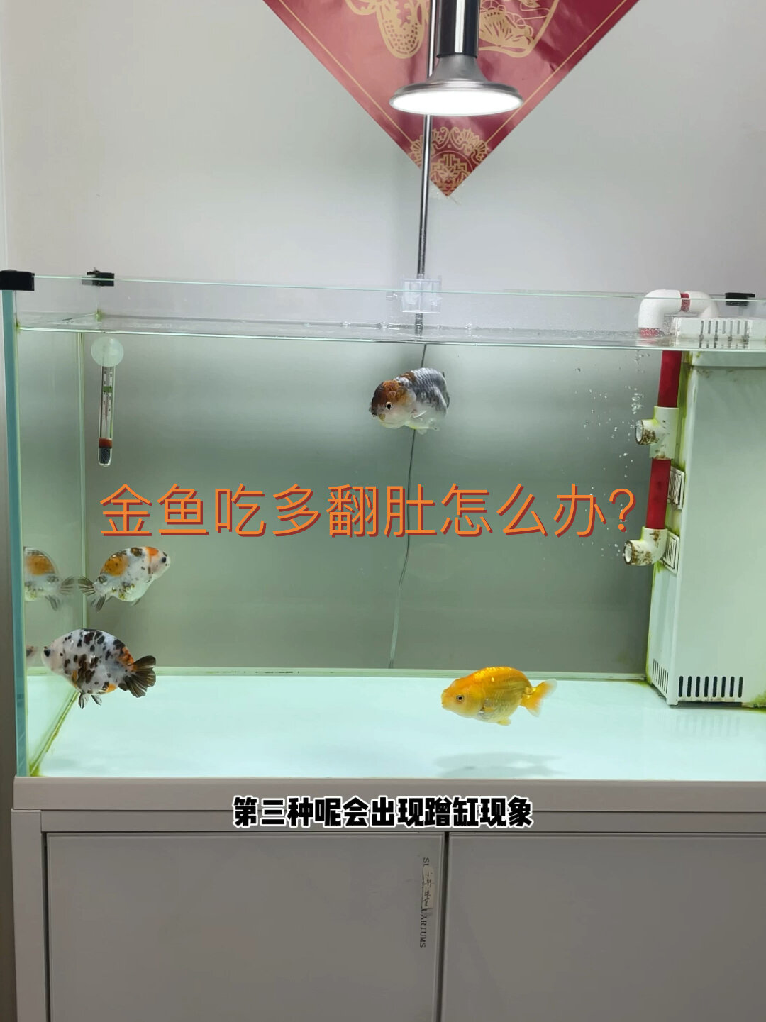金鱼吃多了翻肚子怎么办?注意这四点