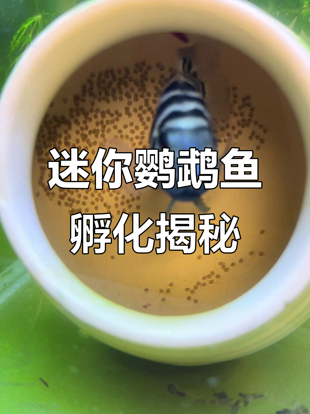 迷你鹦鹉鱼孵化全过程，七天就能看到小生命