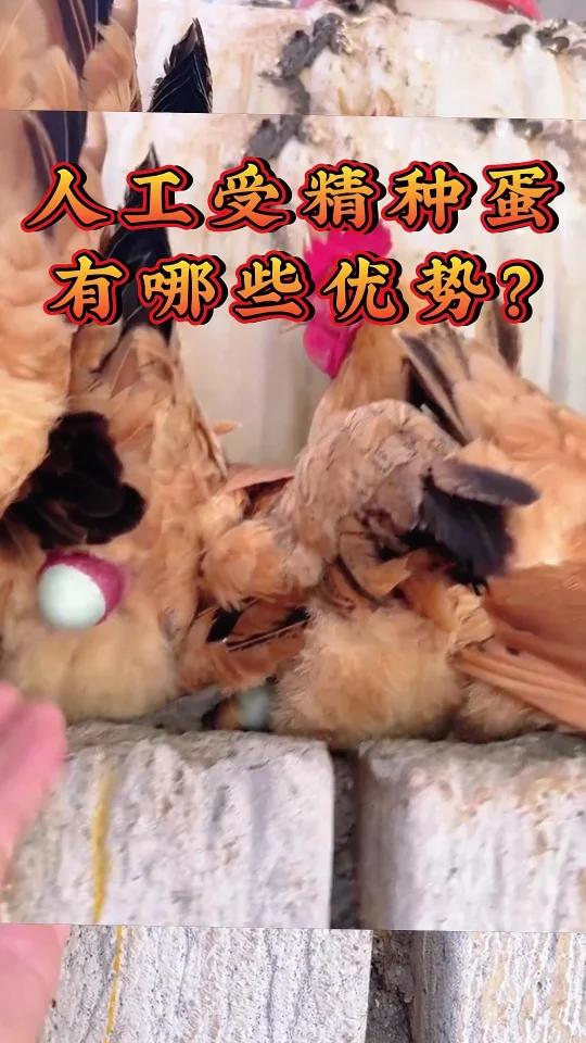 人工授精的母鸡产蛋受精率为何这么高?