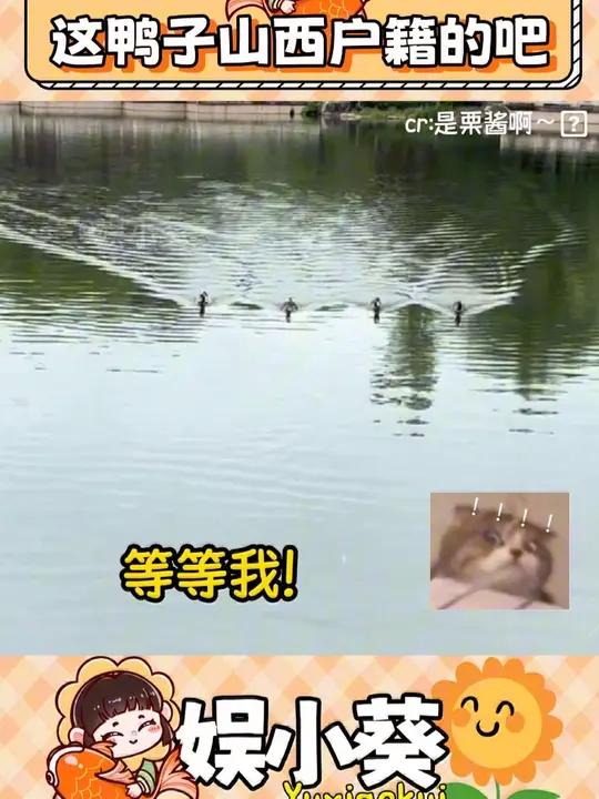 这鸭子山西户籍的吧
