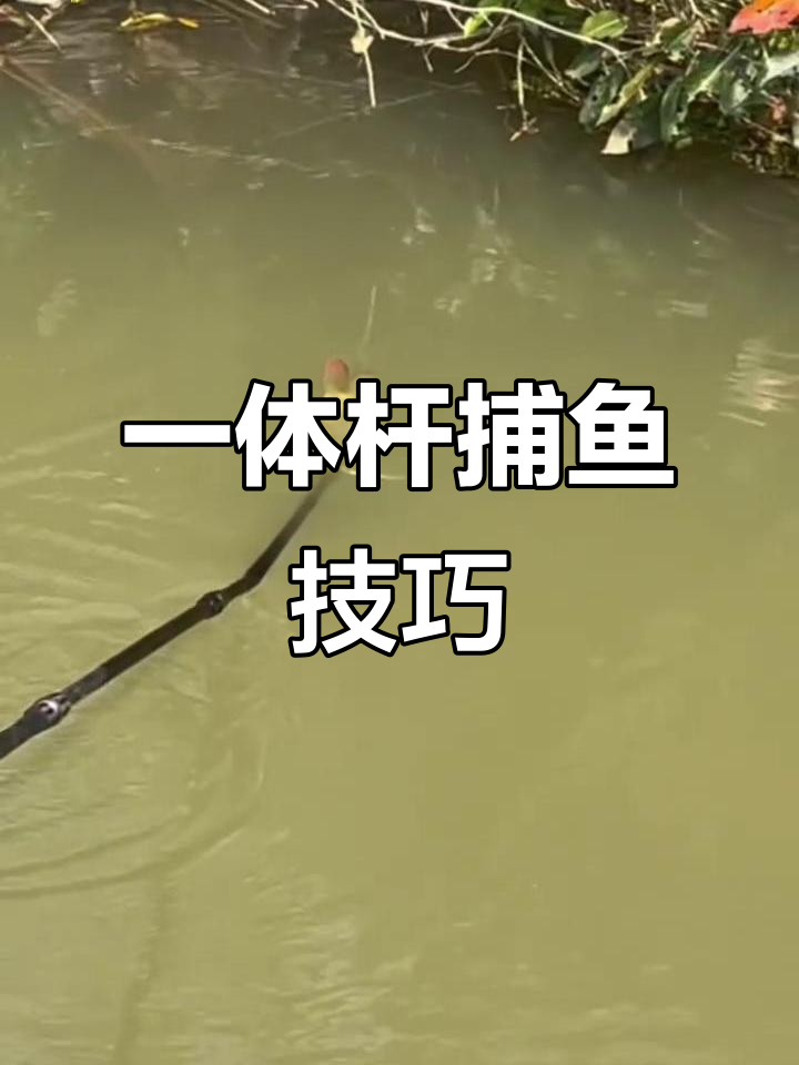顶级户外捕鱼操作，一体杆技巧大揭秘