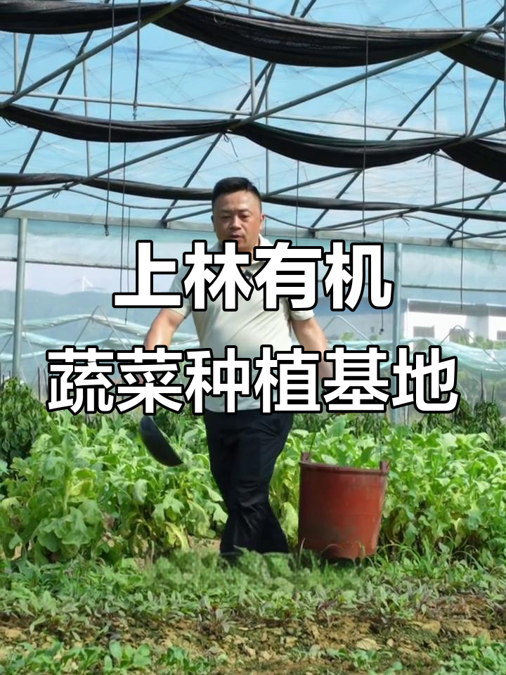 探访南宁上林有机蔬菜基地,育苗棚里的秘密大揭秘