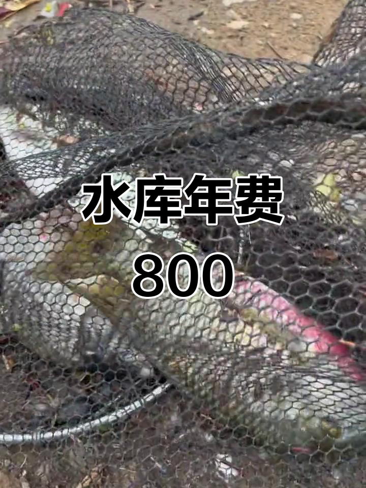 800元一年水库,钓鱼人必试!