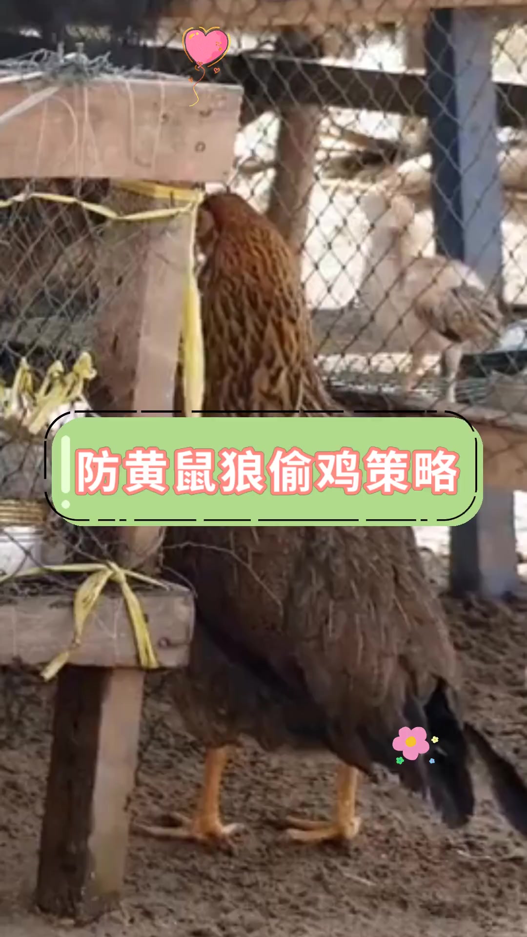 防黄鼠狼偷鸡策略