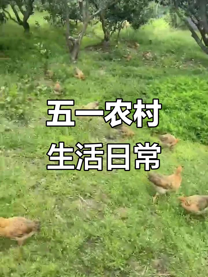 宁海桔子树下土鸡散养,五一劳动节快乐!