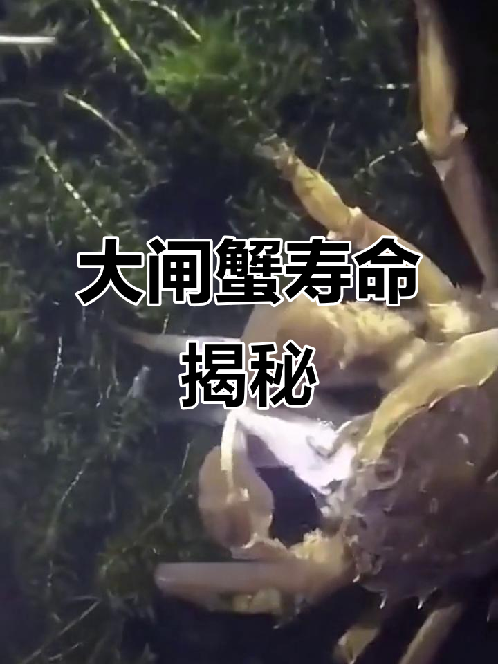 大闸蟹的生命周期:从出生到死亡,只有短短几年