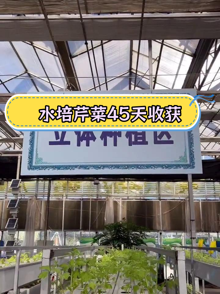 工厂化鱼菜共生立体种植区,提升空间利用率