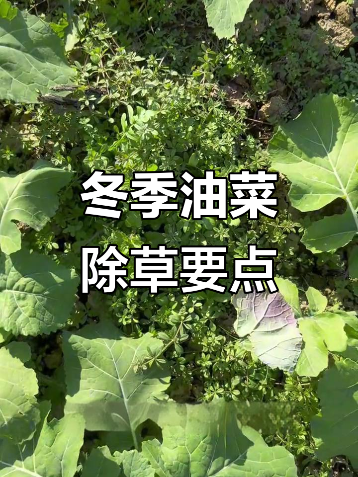 油菜除草技巧：冬前控制杂草，效果更佳