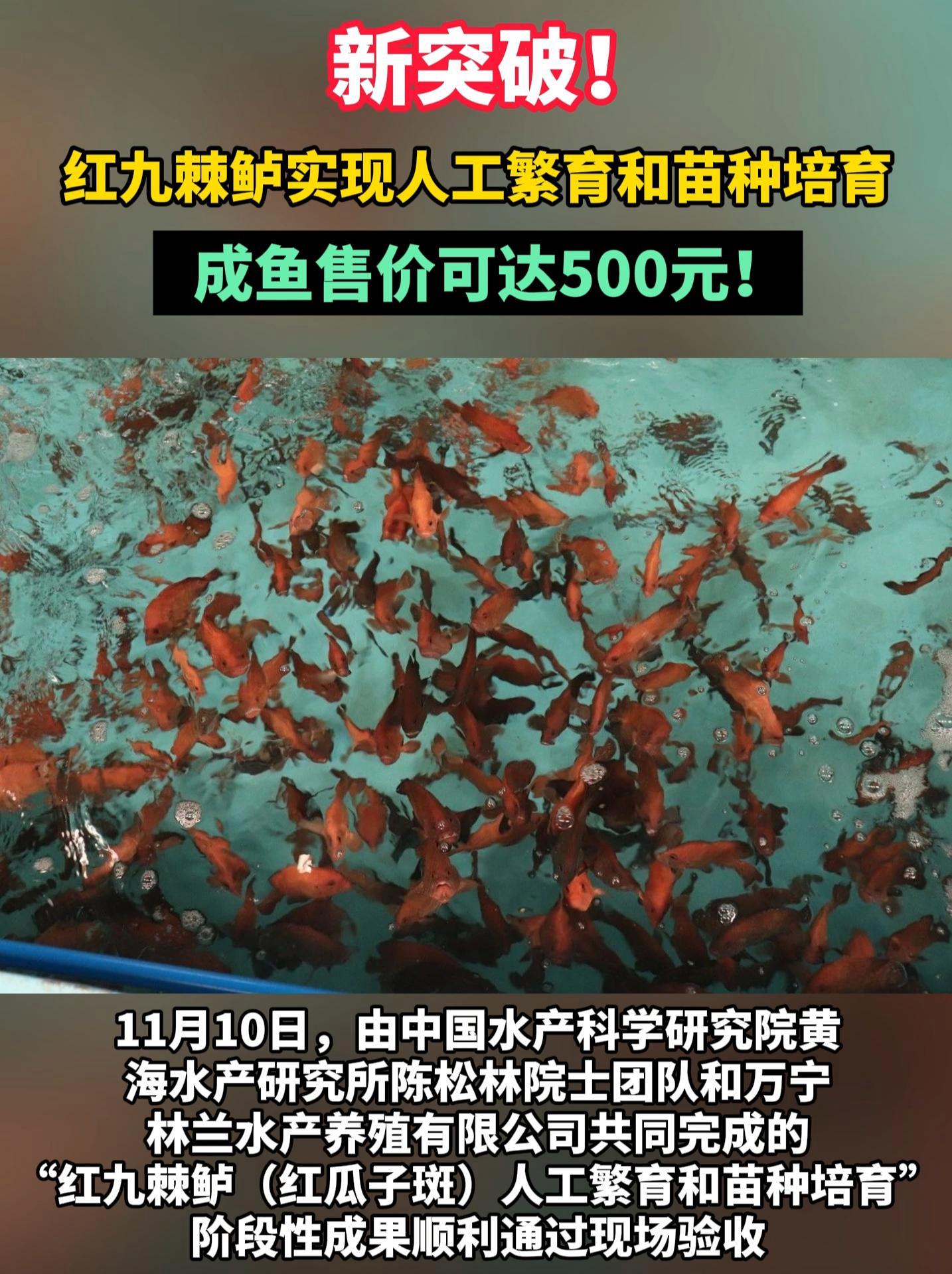 新突破!红九棘鲈(红瓜子斑)实现人工繁育和苗种培育!水产养殖 红瓜子斑 种质资源