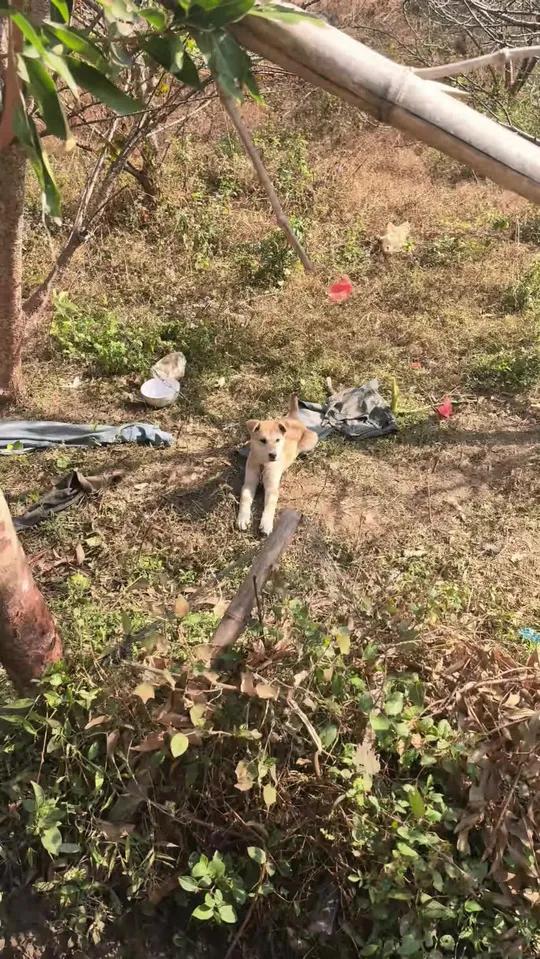 家里的小黄狗#家有中华田园犬