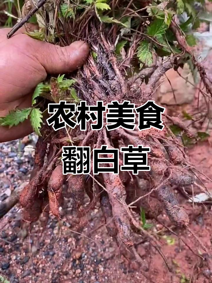 翻白草毛鸡腿,开花黄色小花的乡村美味