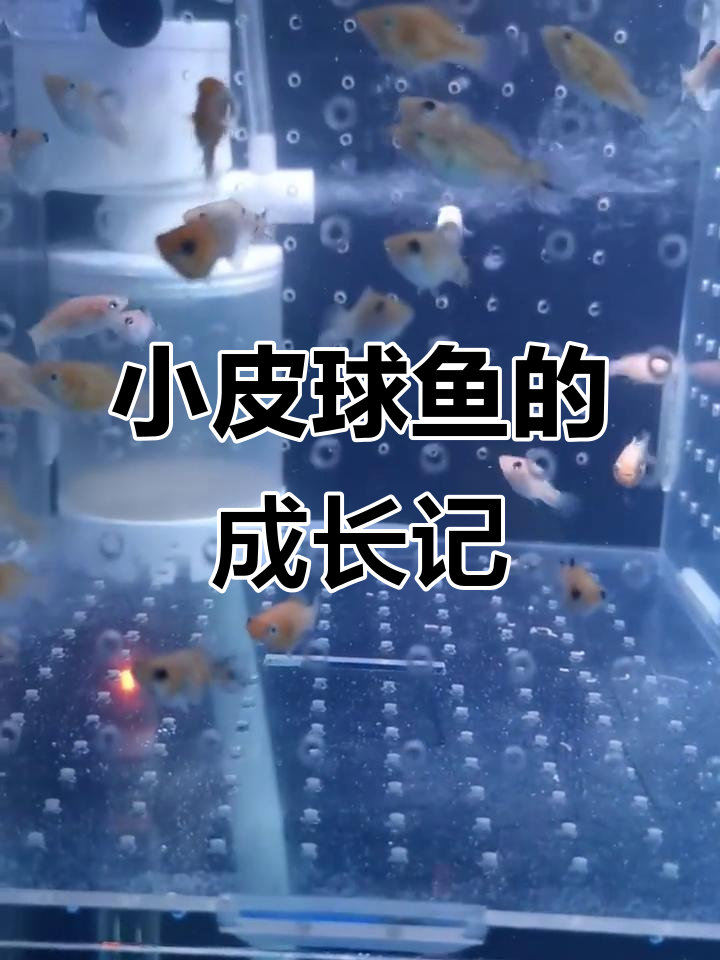 小皮球鱼从出生到长大的全过程,萌态十足