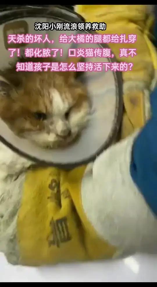 天杀的坏人,不知道是用射鱼枪还是尖锐的利器给流浪大橘猫腿都扎穿了,都化脓了!感恩大爱的发现