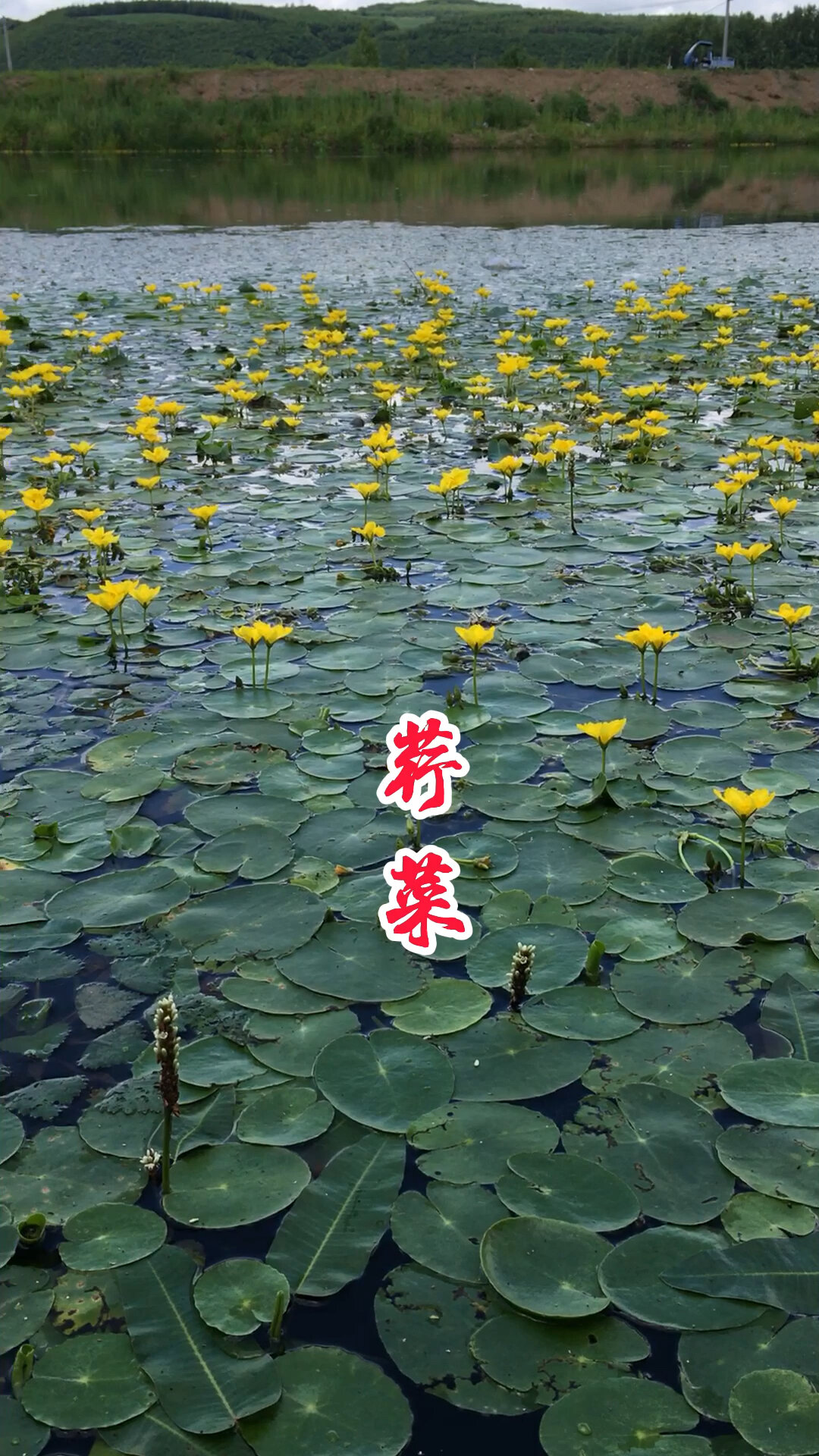 能吃的水生植物-荇菜