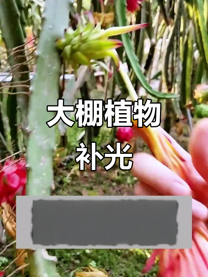 火龙果花摘取,激光补光助力大棚种植