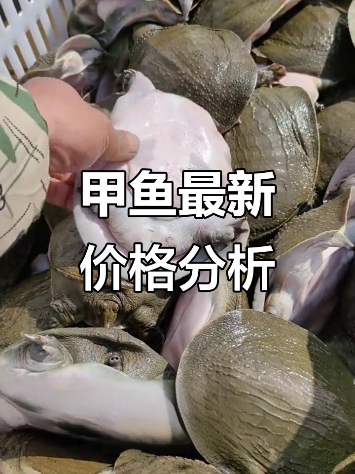 甲鱼价格大变动,11月行情全解析