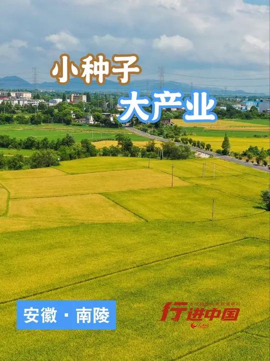 安徽南陵素有“芜湖米市 南陵粮仓”的美誉,这里河湖交织、水网密布,是常规水稻、紫云英良种的