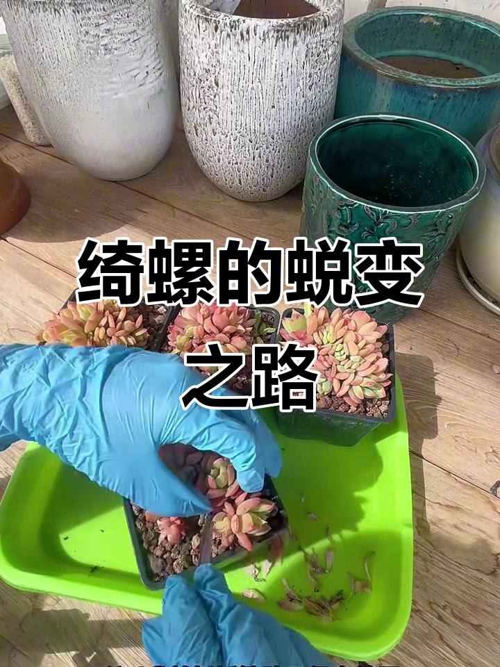 从丑陋到美丽，绮螺如何逆袭成我的最爱多肉