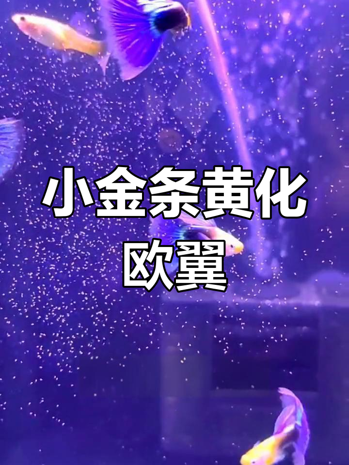 蓝礼服孔雀鱼,优雅游动