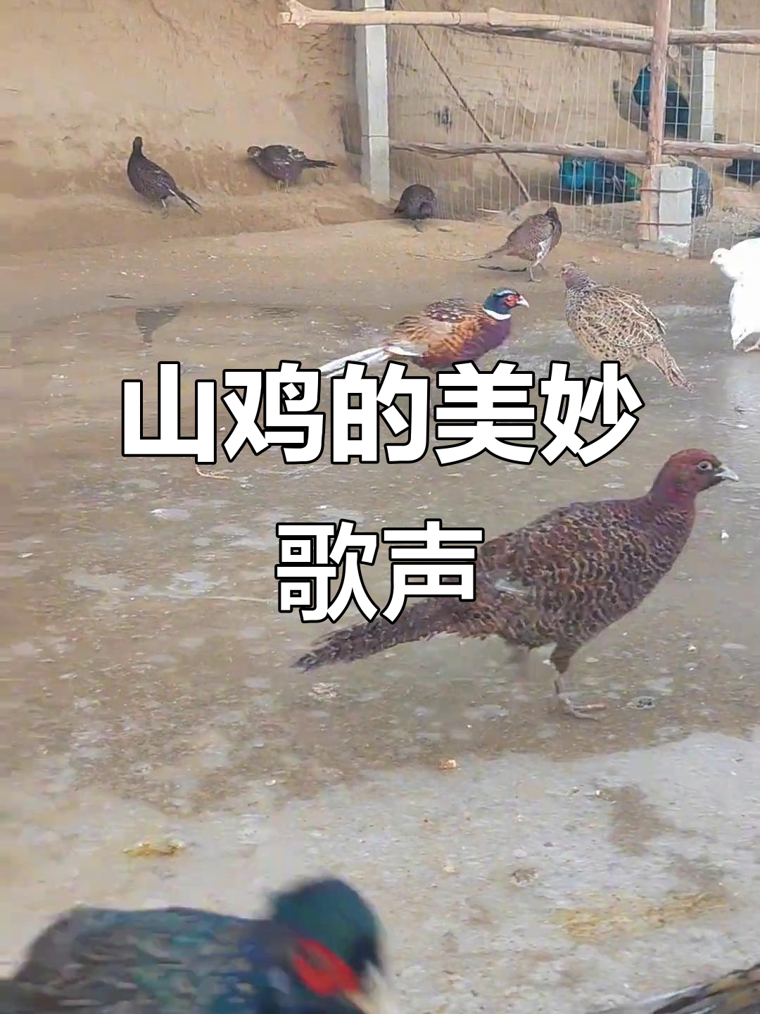 七彩山鸡的美丽与叫声,太迷人了!