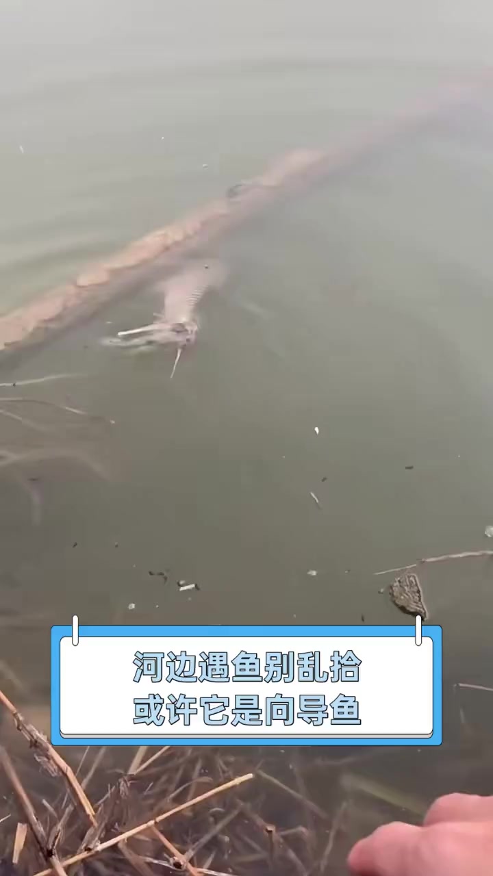 河边遇鱼别乱拾,或许它是向导鱼